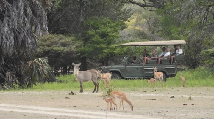 2-Day Fly Safari Zanzibar To Nyerere Np, 2 Game Drive + Boat
