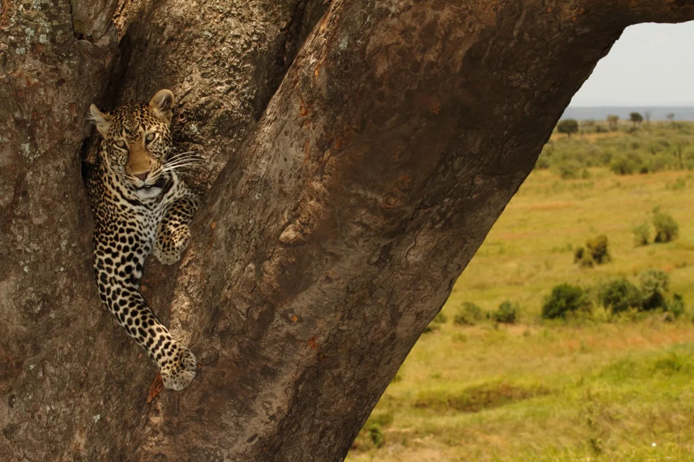 3-Day Masai Mara Premium Luxury Safari