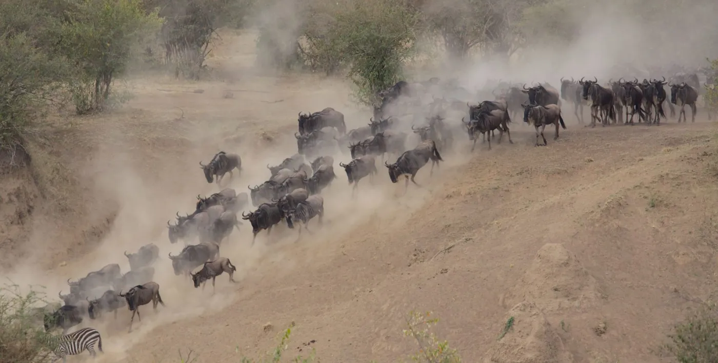 7-Day From Baobabs to the Big5-Great Migration Family Safari