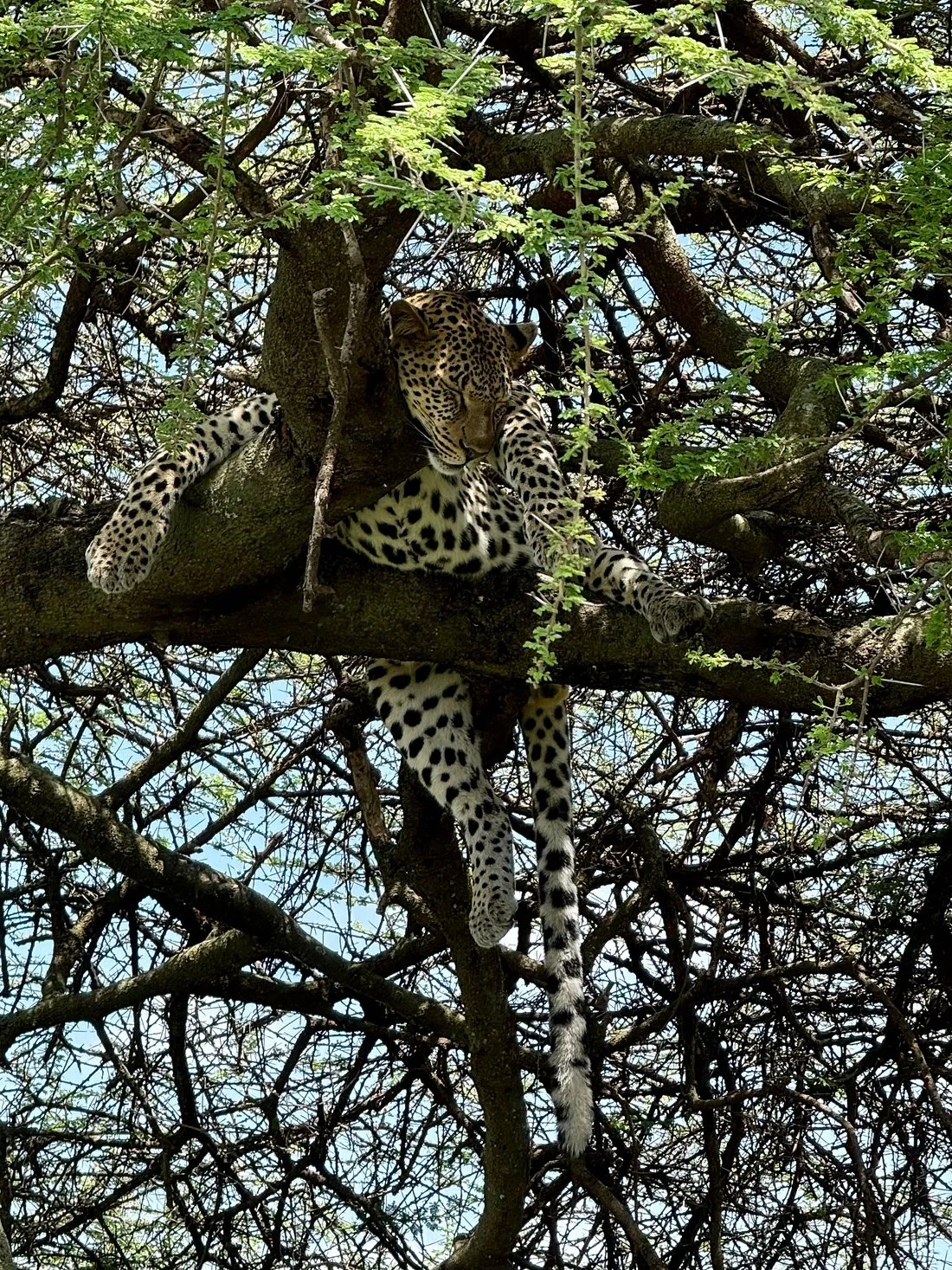 7-Day Southern Serengeti Calving Season at Ndutu Area