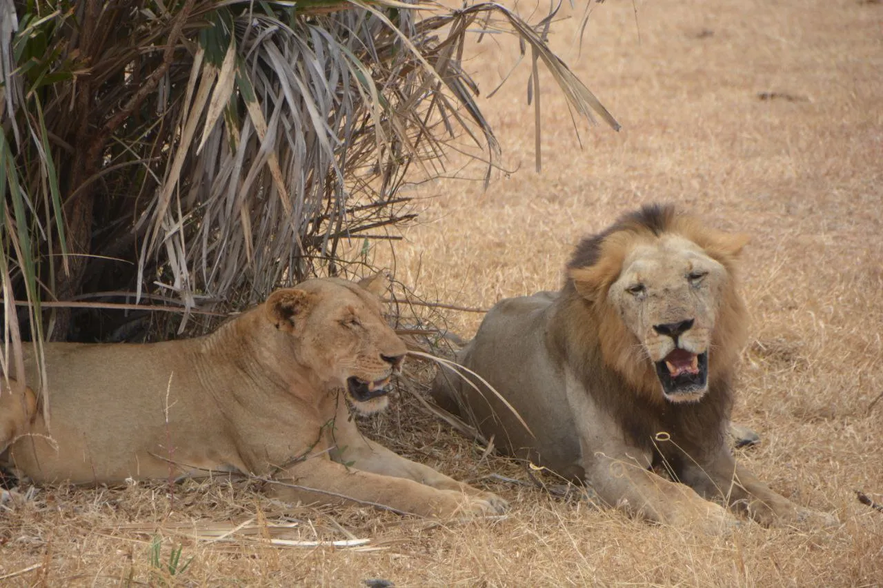 2-Day Wildlife Focus Nyerere NP Fly-in Safari From Zanzibar