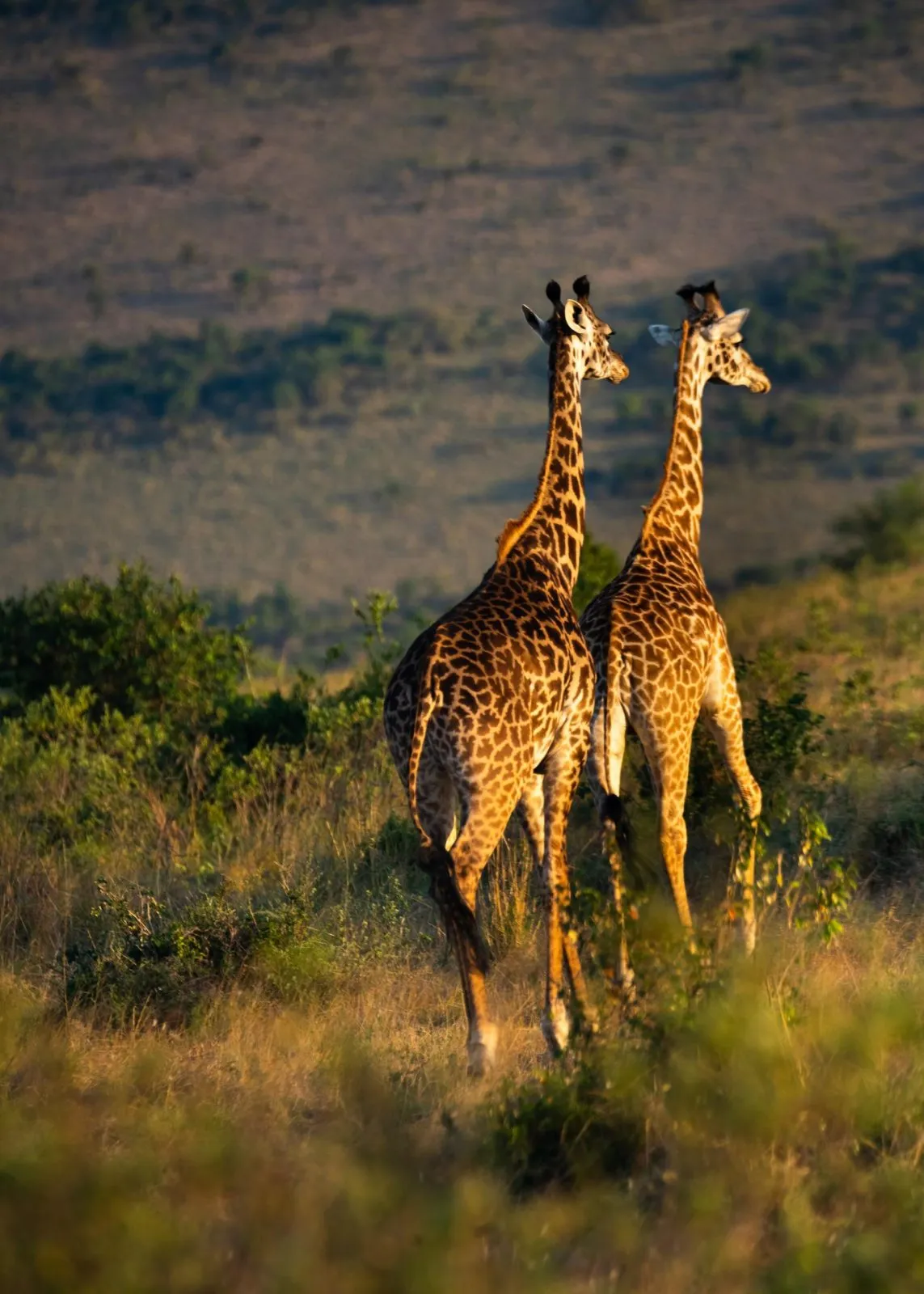 3-Day Maasai Mara Budget Experience Private Package