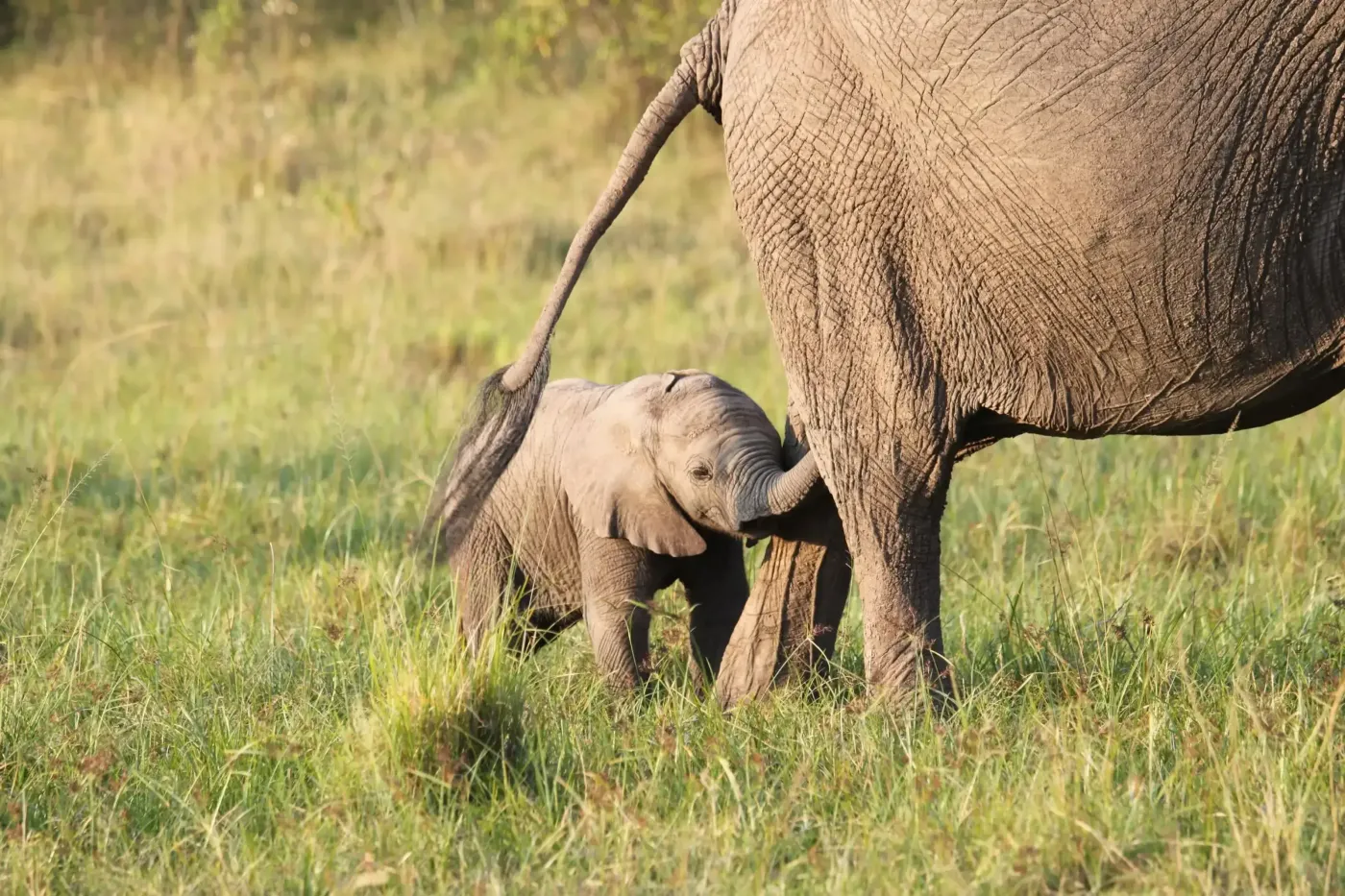 3-Day Masai Mara Safari Experience