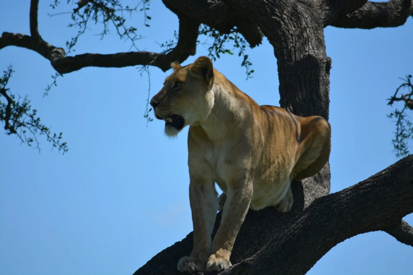 16-Day Tanzania Safari & Zanzibar Beach Holiday