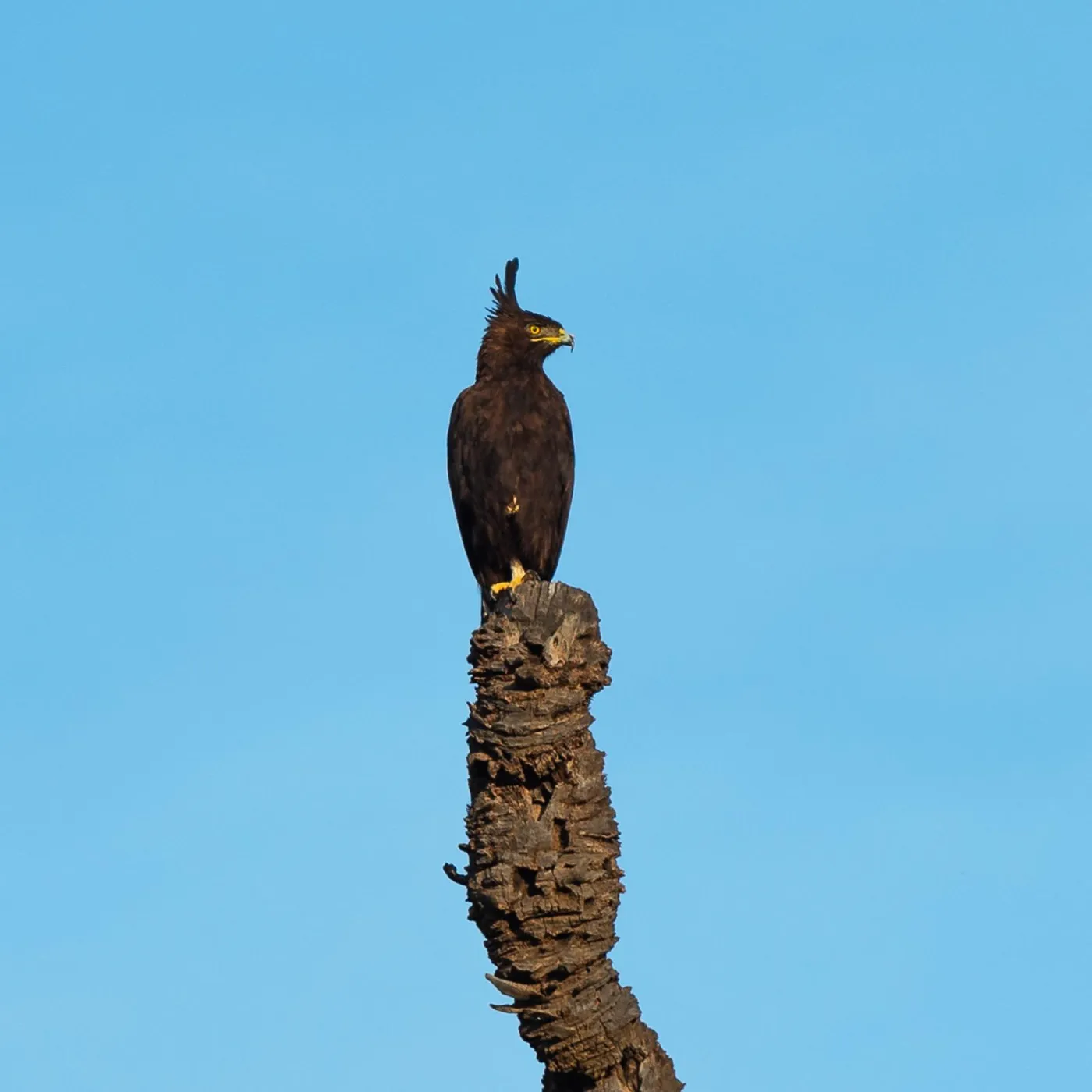 3-Day Samburu Mid-Range Bird Watching Safari Experience