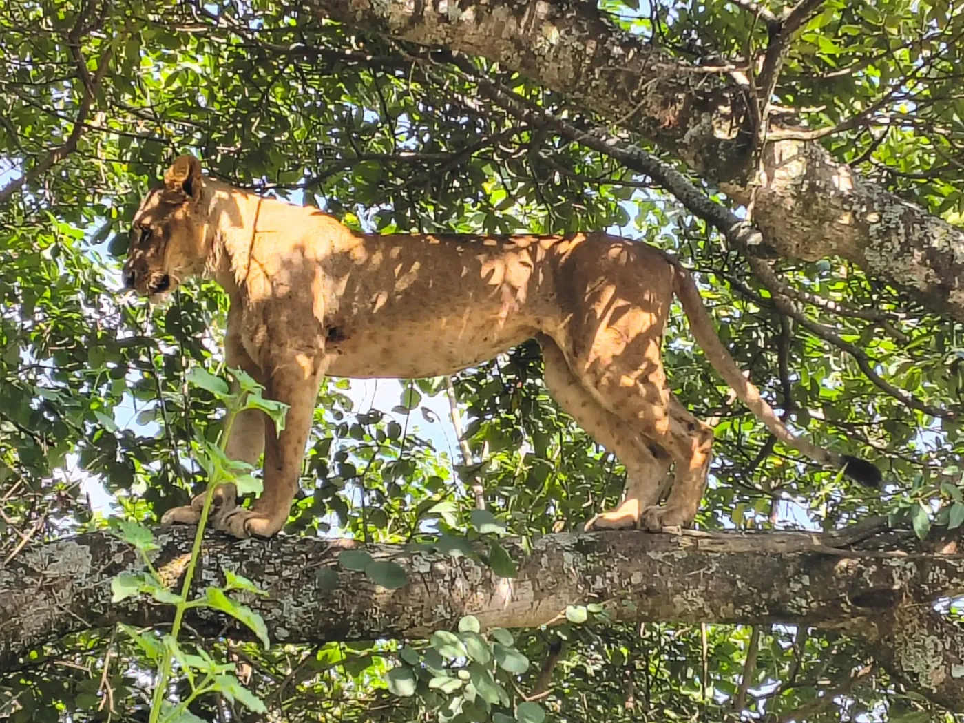 3-Day Maasai Mara Mid-Range Private Safari