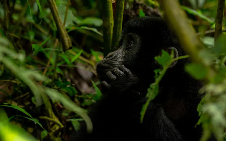 4-Day Road Option Gorilla Trekking Safari to Bwindi