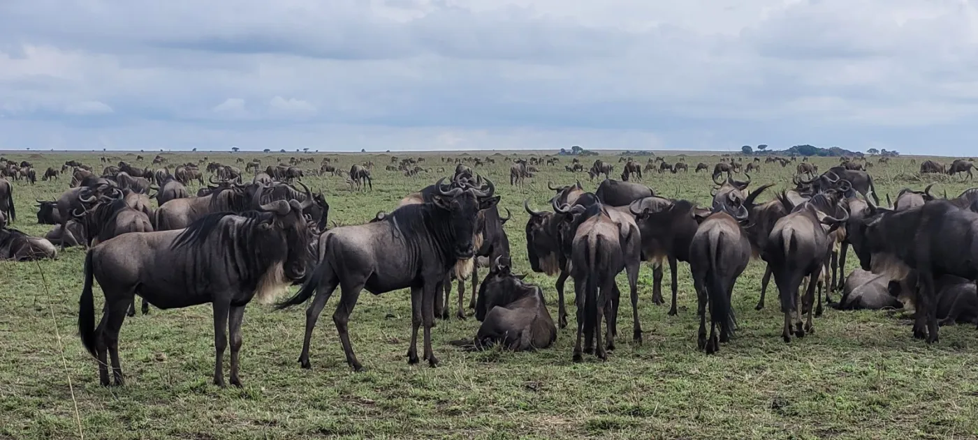 15-Day The Tanzanian Grand Safari and Zanzibar Beach Holidays