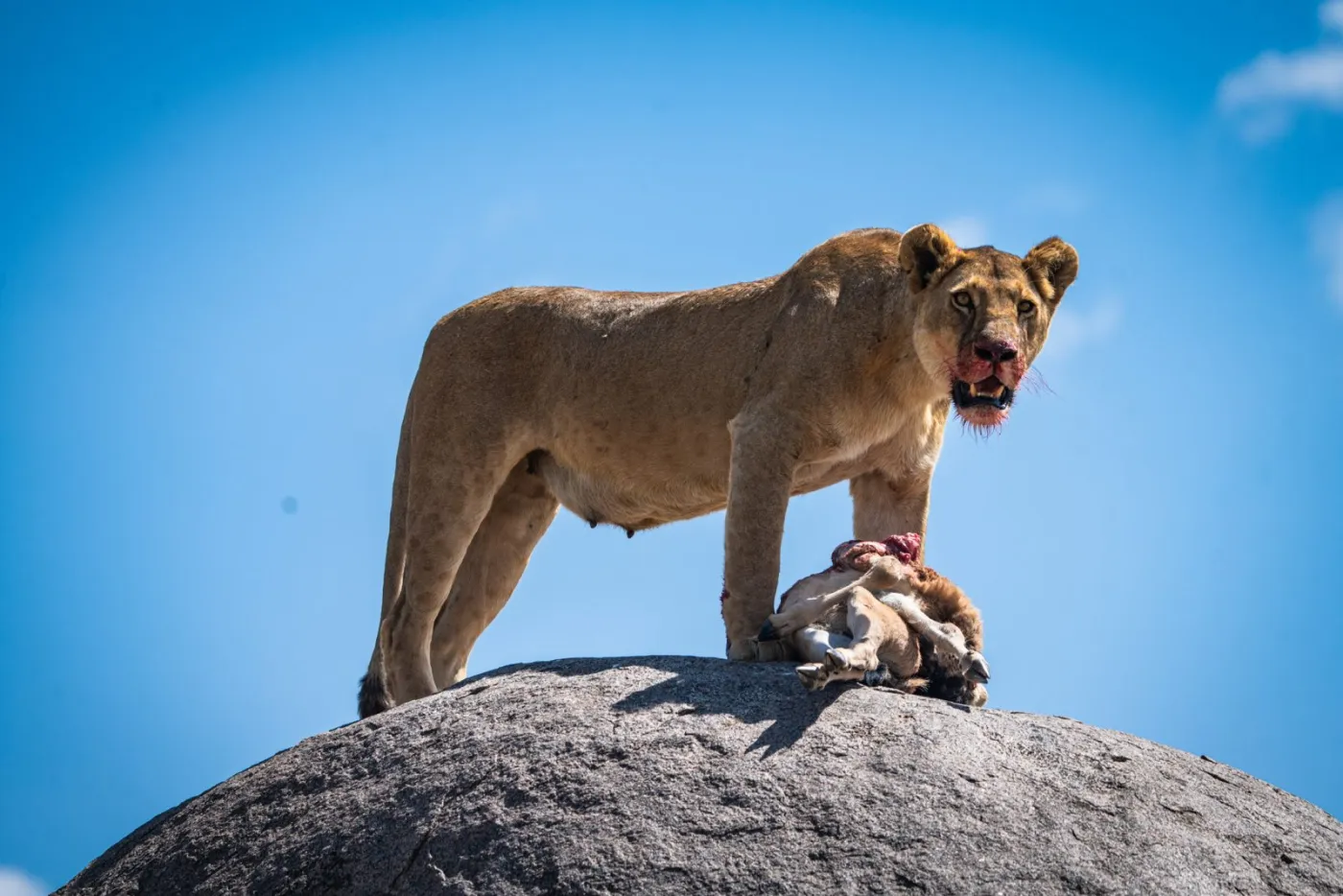 4-Day Big Five Safari Experience