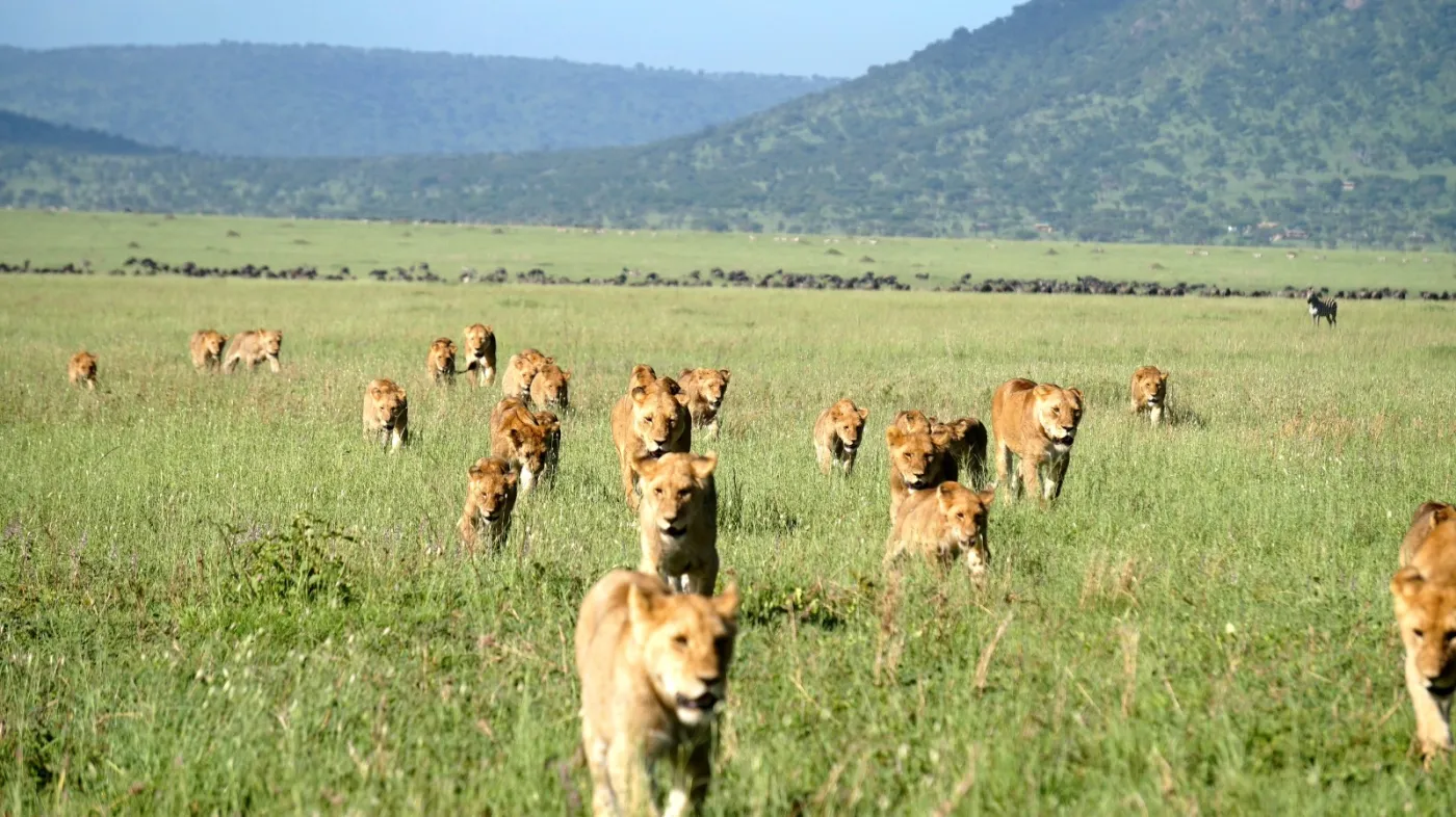 7-Day Serengeti Great Migration Safari