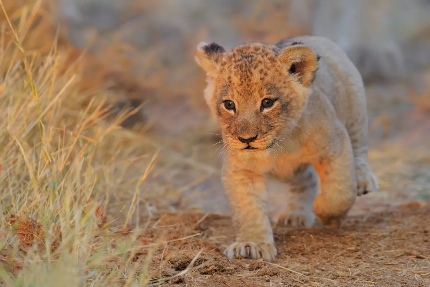 4-Day Tarangire, Serengeti and Ngorongoro Crater Safari
