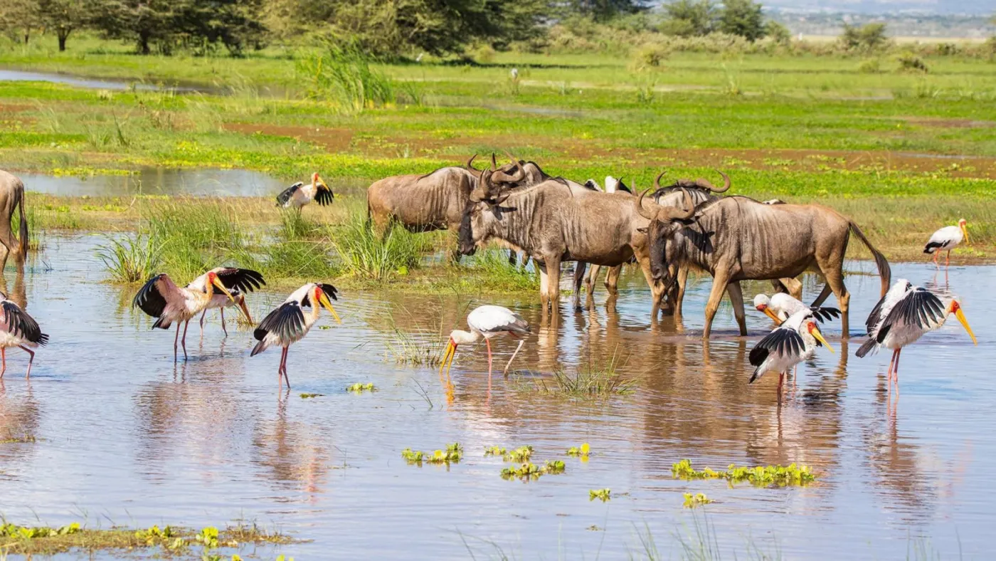 3-Day Tarangire, Manyara and Ngorongoro Safari