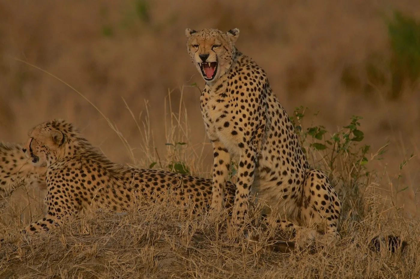 5-Day Kenya Wildlife Safari