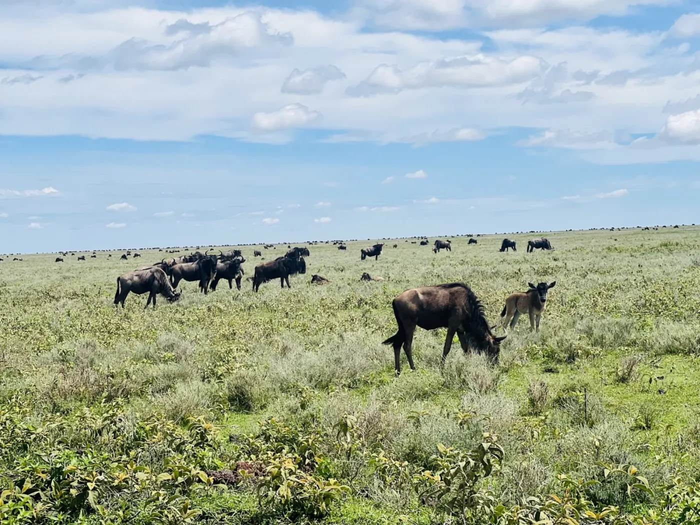 1-Day Daytrip - Ngorongoro Crater