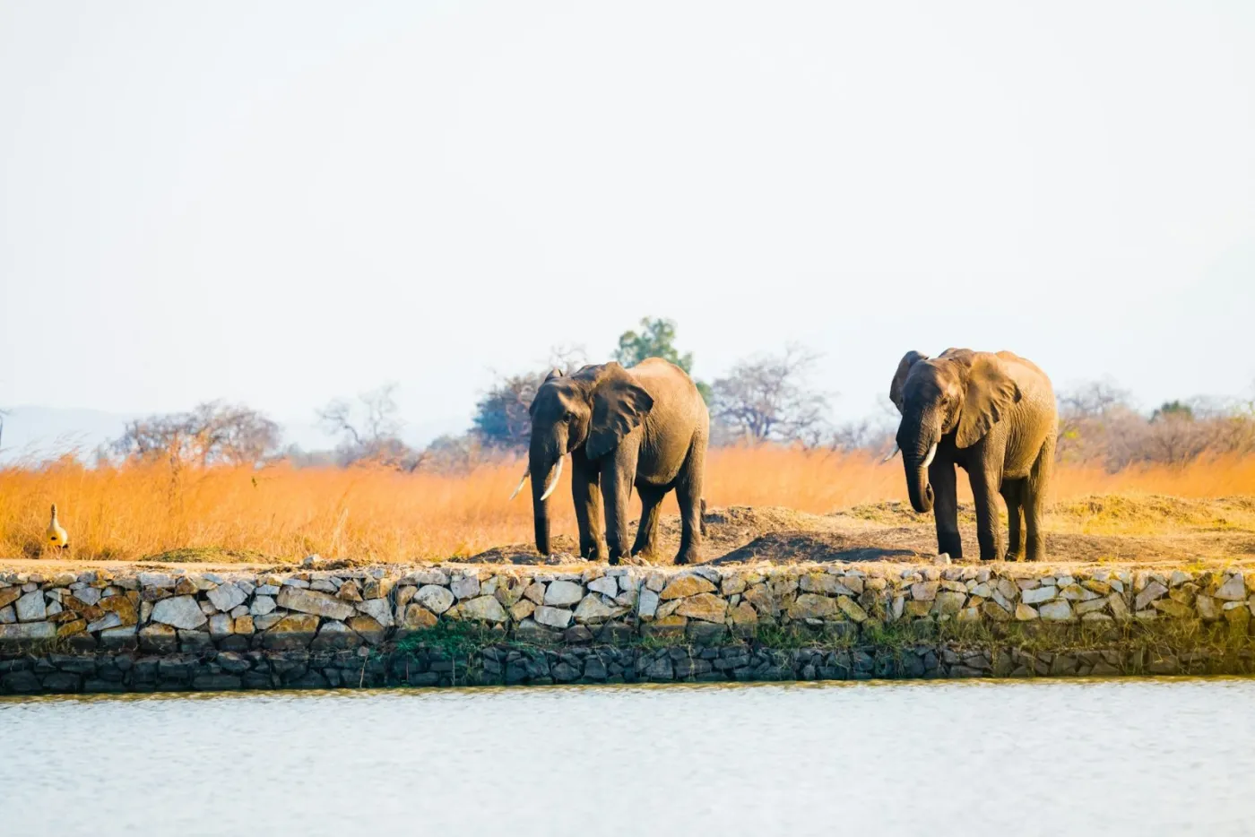3-Day Mikumi Safari from Zanzibar with Two Nights in Camp