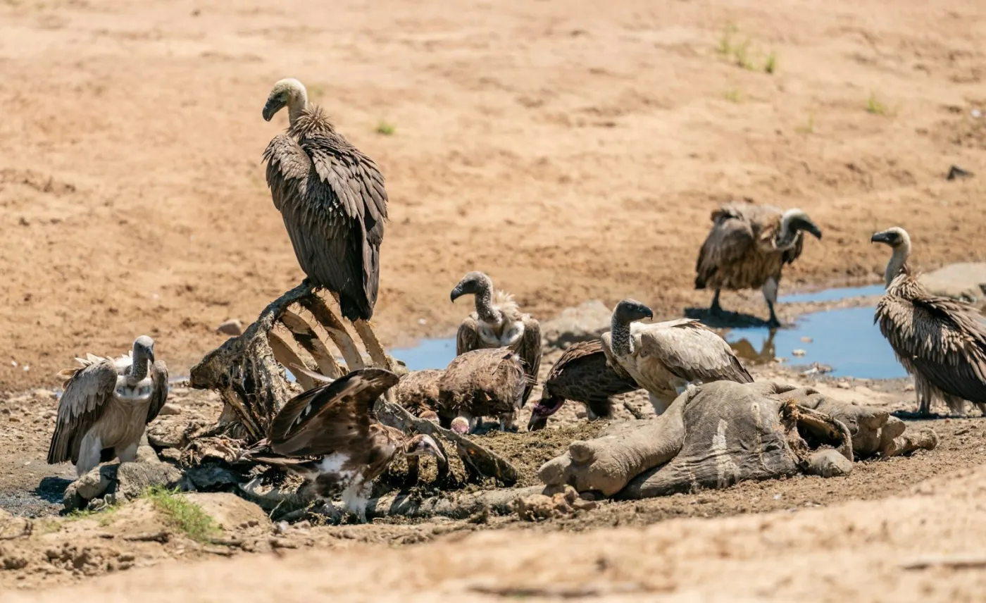5-Day Mikumi and Ruaha Safari By SGR Train from Dar