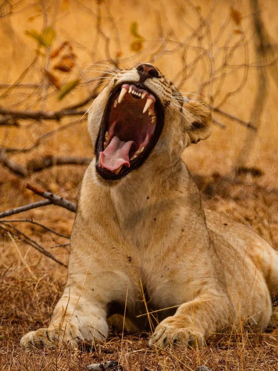 3-Day Fly in Tarangire, Ngorongoro, and Lake Manyara