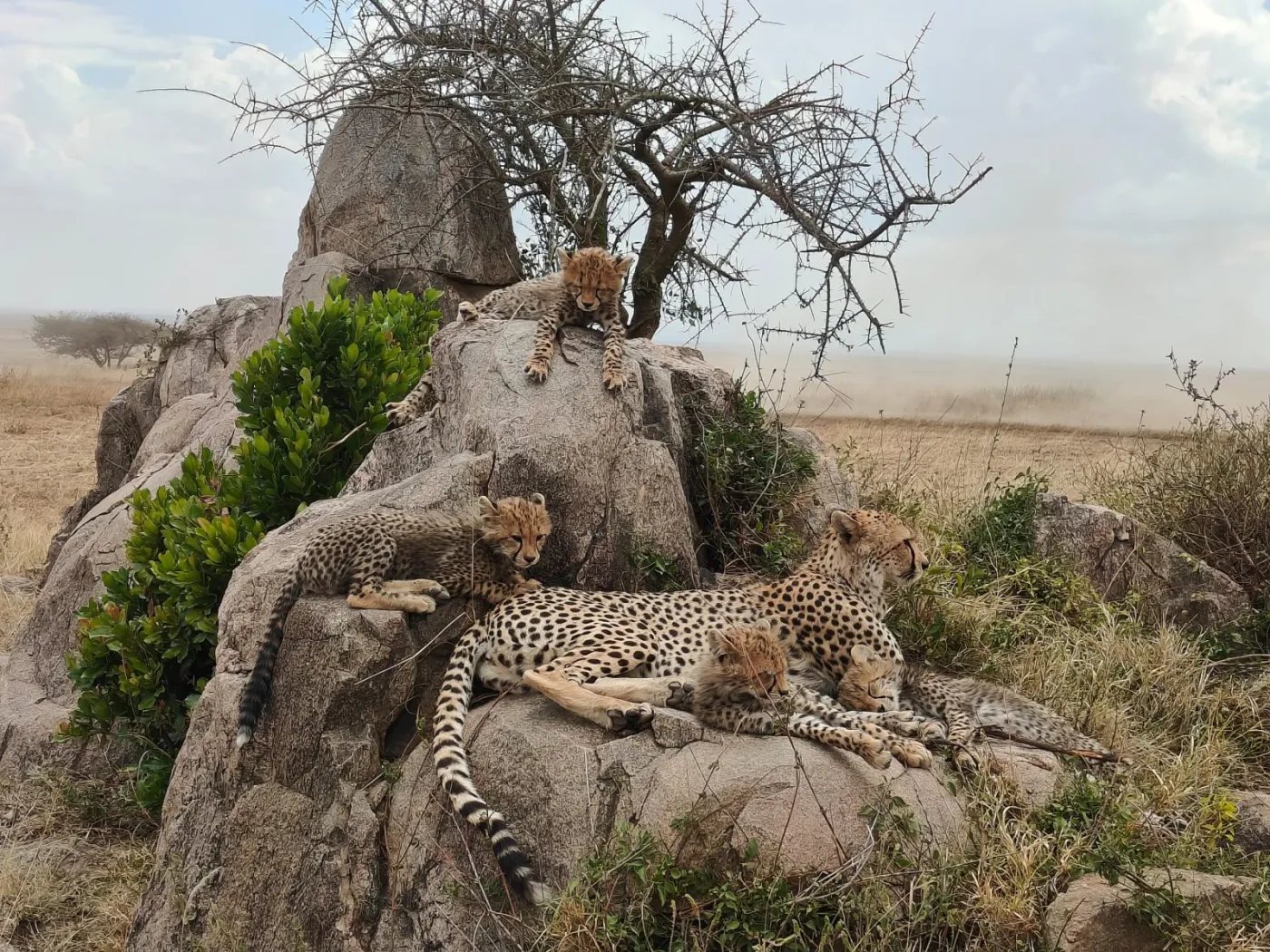 4-Day The Essential Tanzania Adventure