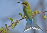 Birding Tours