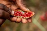 Zanzibar Spice Tour