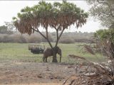 Photography Safari