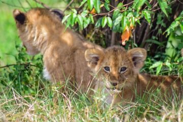 Game Drive