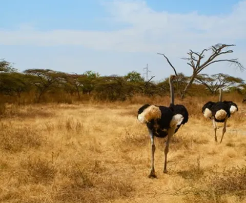 Abijatta-Shalla National Park