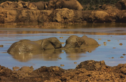 Addo Elephant National Park