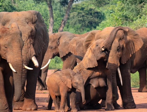 Akagera National Park