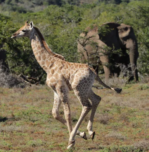Amakhala Private Game Reserve