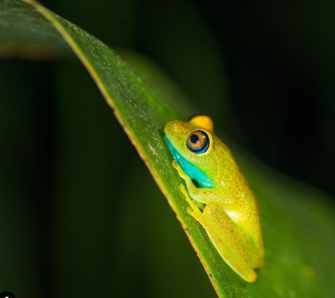 Andasibe-Mantadia National Park