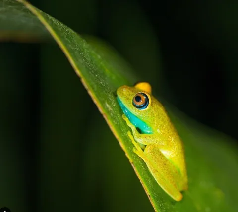 Andasibe-Mantadia National Park