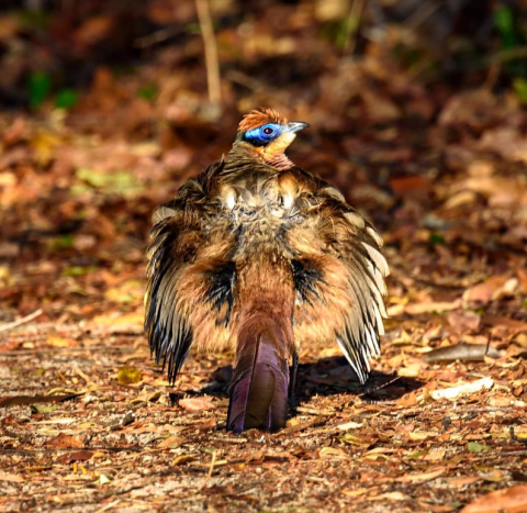 Ankarafantsika National Park