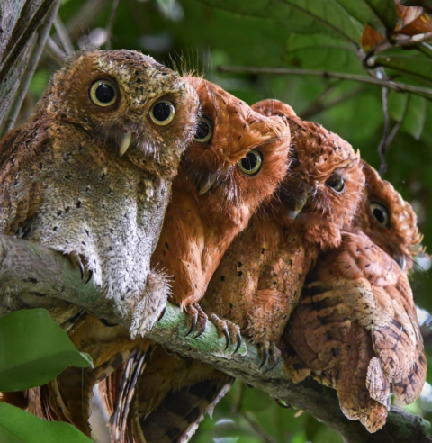 Arabuko Sokoke Forest Reserve