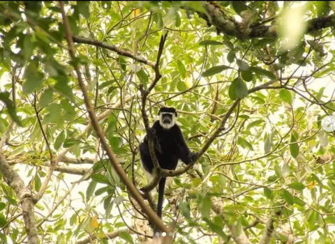 Bigodi Wetland Sanctuary
