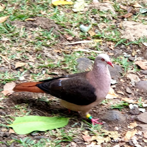 Black River Gorges National Park