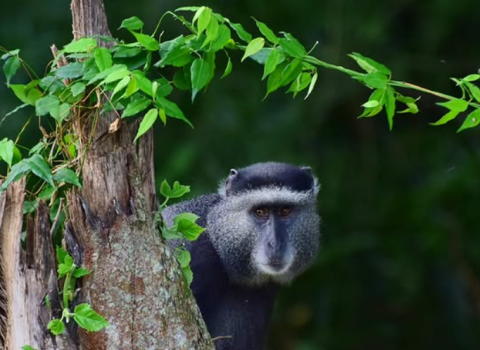 Budongo Forest