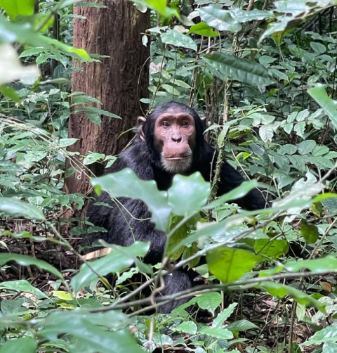Bugoma Forest Reserve