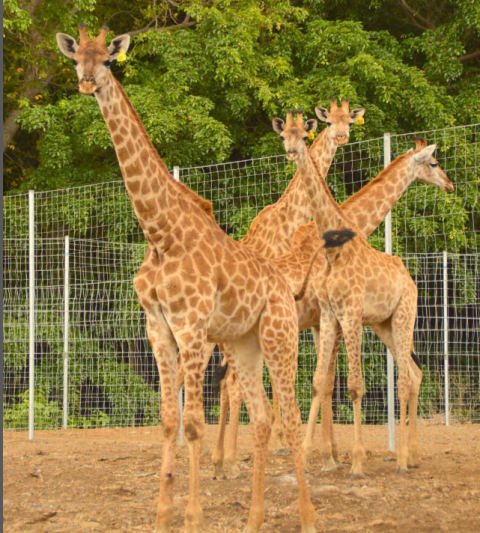 Casela Nature Parks