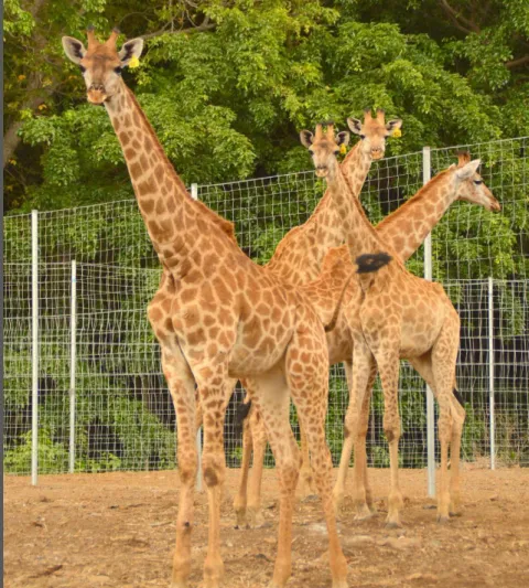 Casela Nature Parks