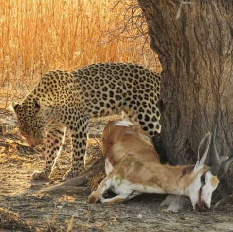 Central Kalahari Game Reserve 