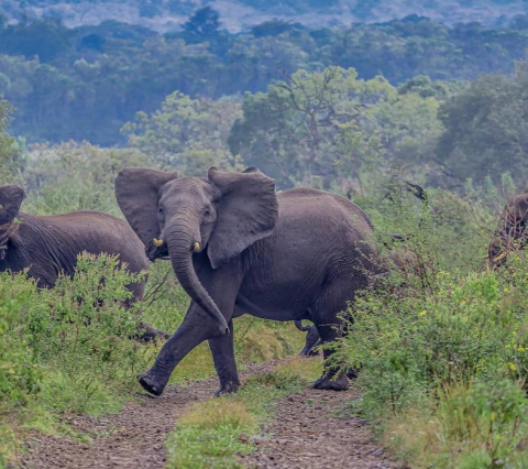 Chebera-Churchura National Park