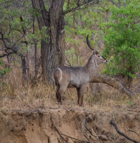 Chizarira National Park