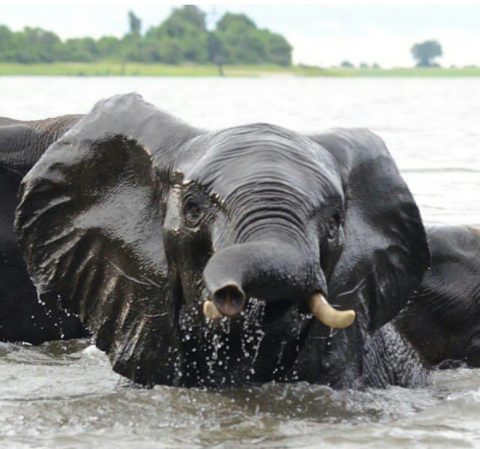 Chobe National Park 
