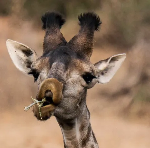 Dulini Private Game Reserve
