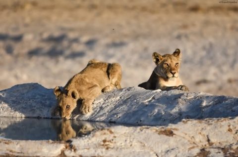 Etosha National Park 
