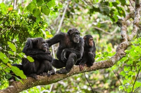 Gombe Stream National Park