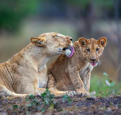 Gorongosa National Park
