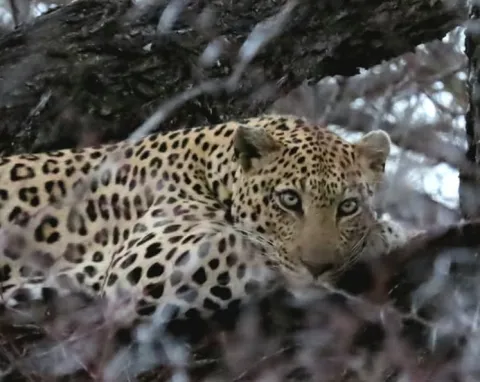 Greater Makalali Private Game Reserve