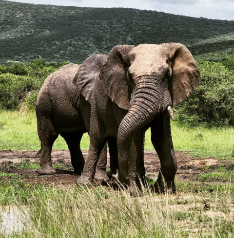 Hluhluwe-iMfolozi Game Reserve